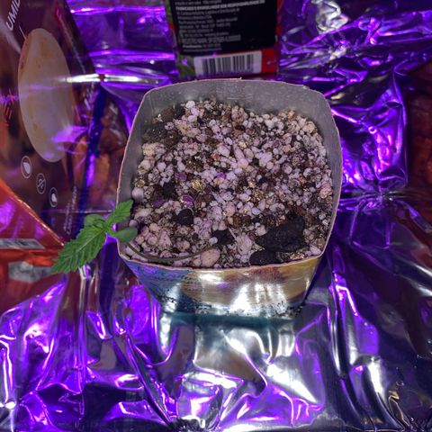 Prenseed growlog timeline photo