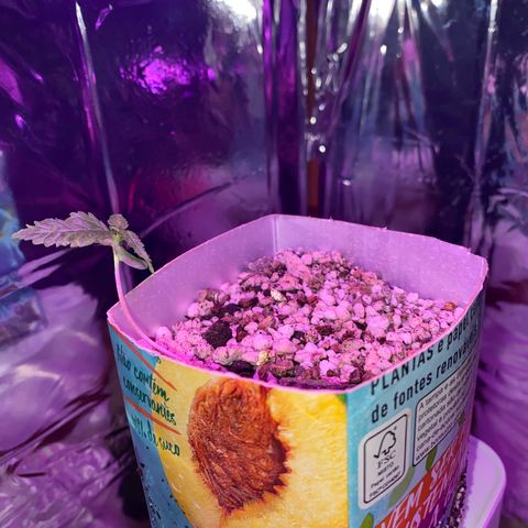 Prenseed growlog timeline photo