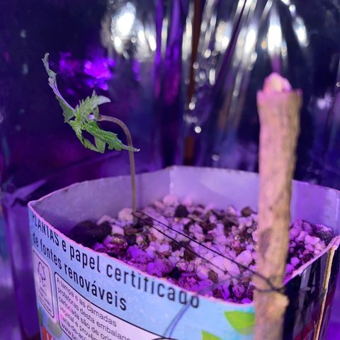 Prenseed growlog photo: Amarra feita para formar o caule