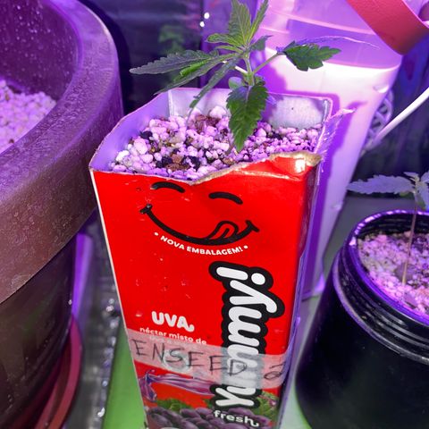Prenseed growlog timeline photo