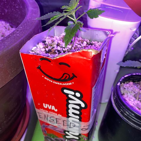 Prenseed growlog photo: Transferência feita por ara caixa de 1L. Sofreu estresse considerável.