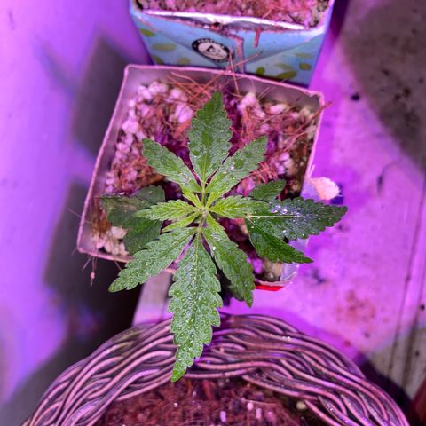 Prenseed growlog timeline photo