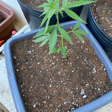 Prenseed growlog photo: Feito transplante para vaso de 6L