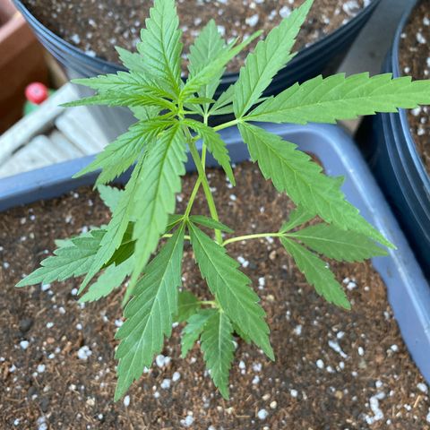 Prenseed growlog timeline photo