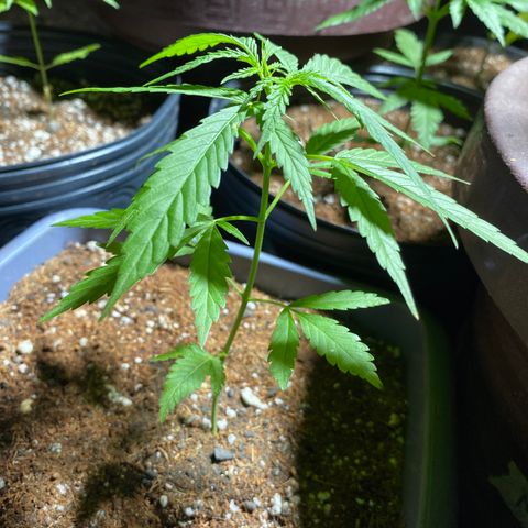 Prenseed growlog timeline photo