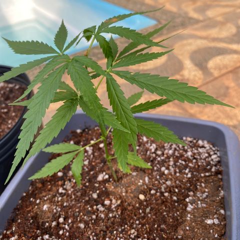 Prenseed growlog timeline photo
