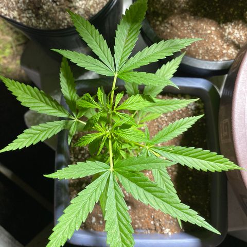 Prenseed growlog timeline photo