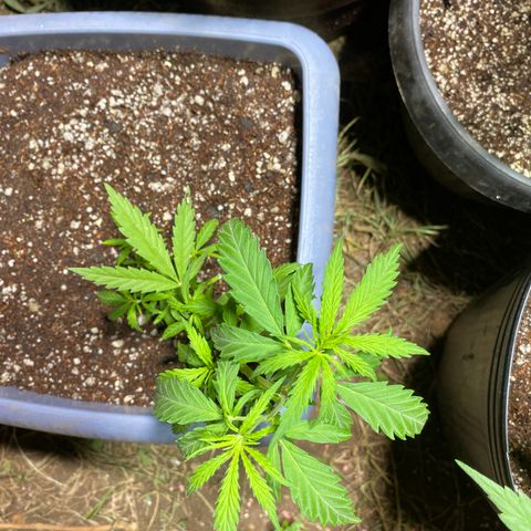 Prenseed growlog timeline photo
