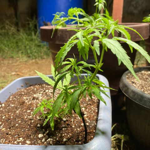 Prenseed growlog timeline photo