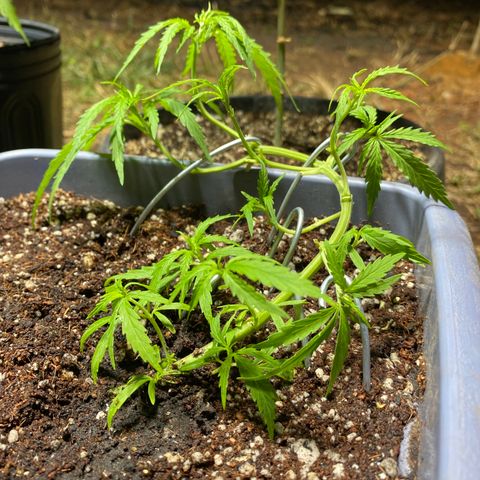 Prenseed growlog photo: Lst e lst folhas