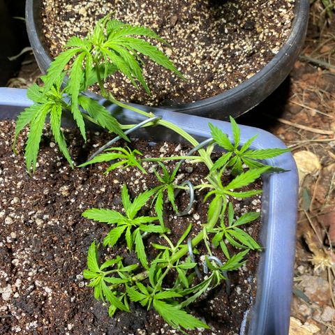 Prenseed growlog timeline photo