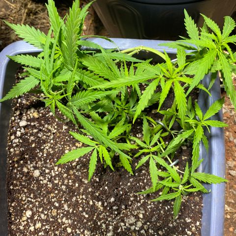 Prenseed growlog timeline photo