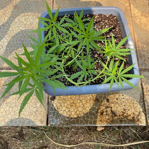 Prenseed growlog timeline photo