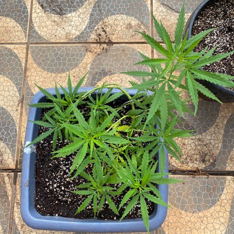 Prenseed growlog timeline photo