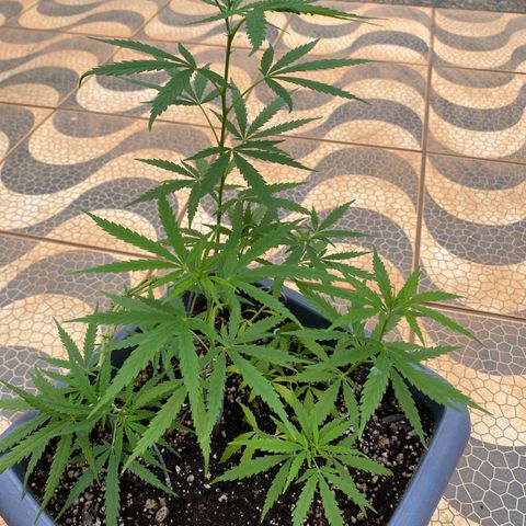 Prenseed growlog timeline photo