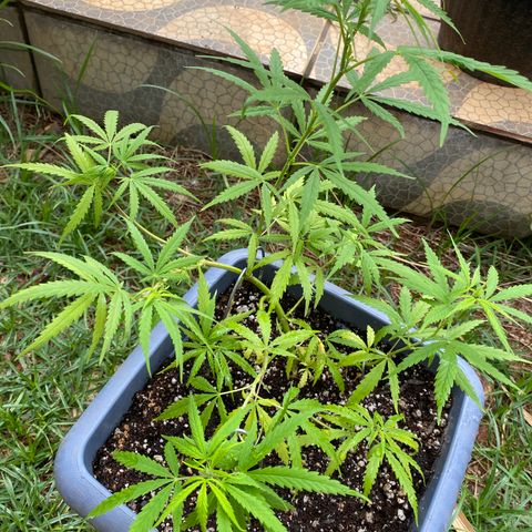 Prenseed growlog timeline photo
