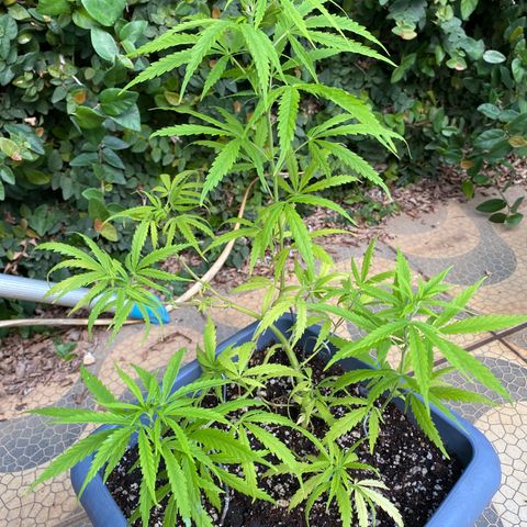 Prenseed growlog timeline photo