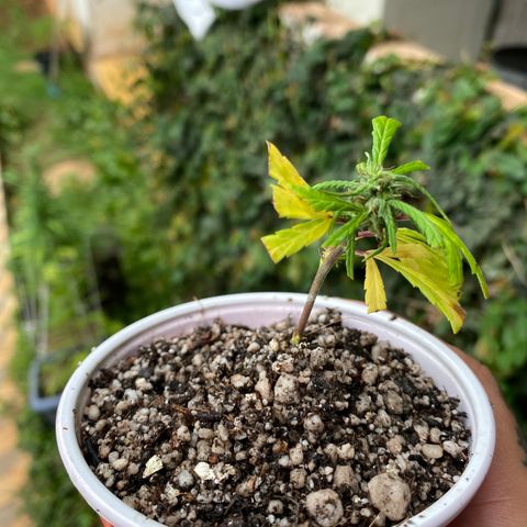 Gorilla ghost clone growlog timeline photo
