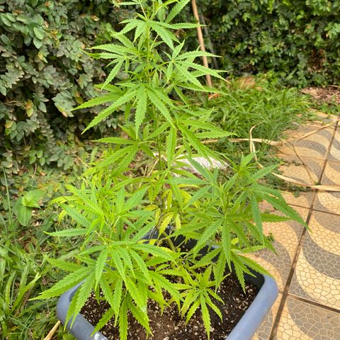 Prenseed growlog timeline photo