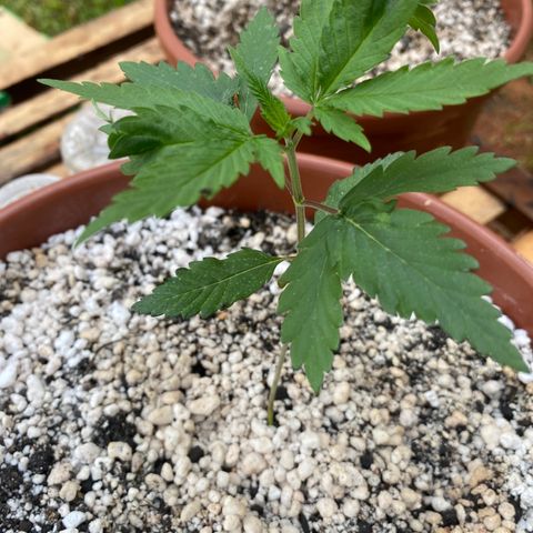 Lemon 2 growlog timeline photo