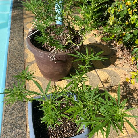 Prenseed growlog timeline photo