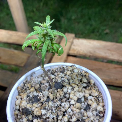 Gorilla ghost clone growlog timeline photo