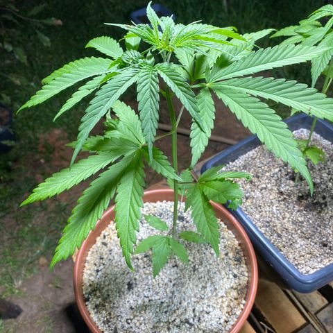 Lemon 2 growlog timeline photo