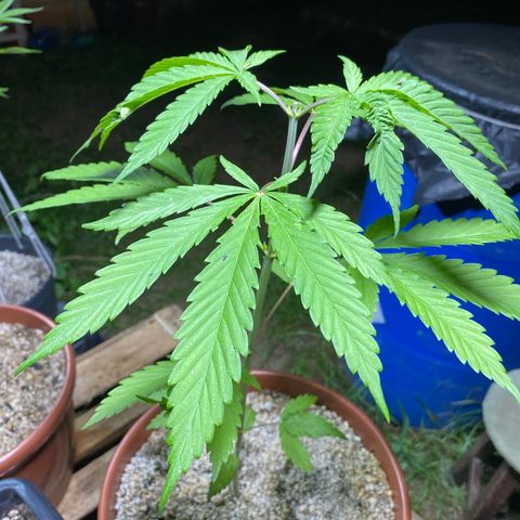 Lemon 2 growlog timeline photo