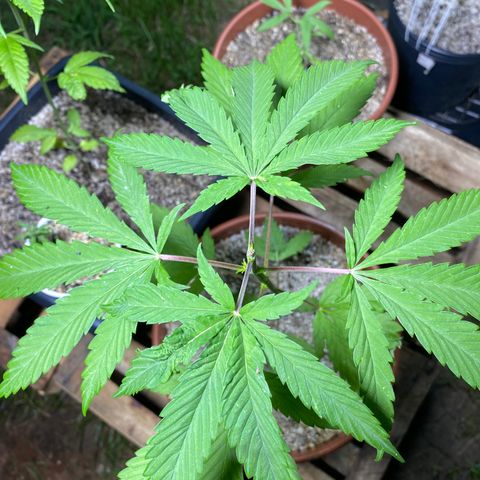 Lemon 2 growlog timeline photo