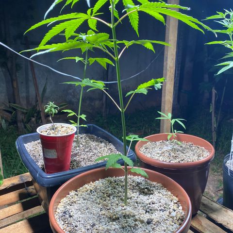 Lemon 2 growlog timeline photo