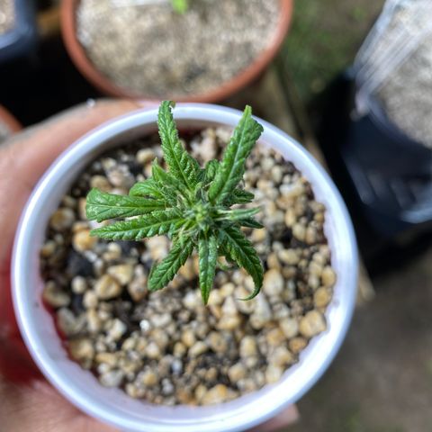 Gorilla ghost clone growlog timeline photo