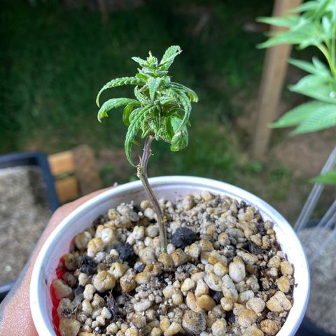 Gorilla ghost clone growlog timeline photo