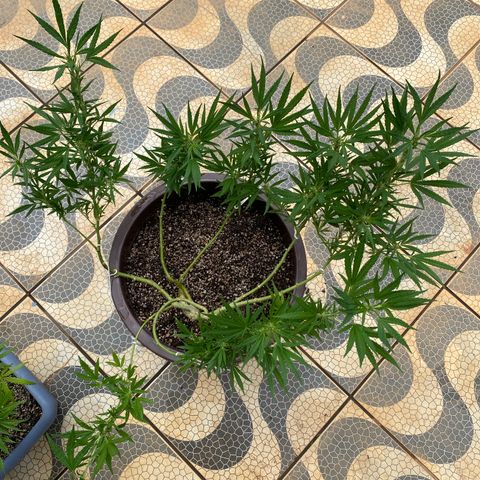 Manga Rosa growlog timeline photo