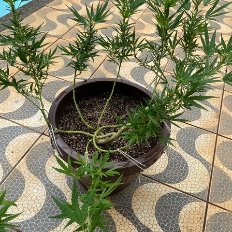 Manga Rosa growlog timeline photo