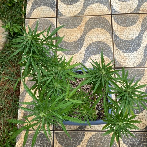 Prenseed growlog timeline photo