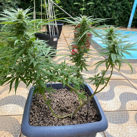 Prenseed growlog timeline photo