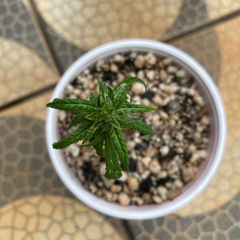 Gorilla ghost clone growlog timeline photo