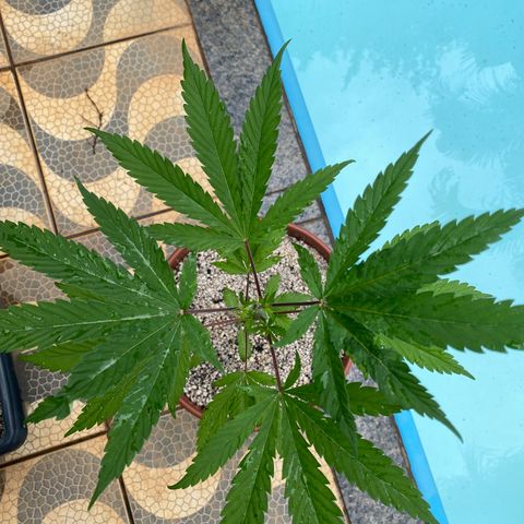 Lemon 2 growlog timeline photo
