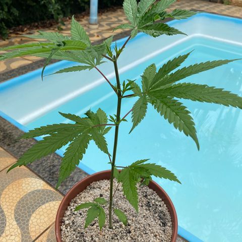 Lemon 2 growlog timeline photo