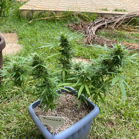 Prenseed growlog timeline photo