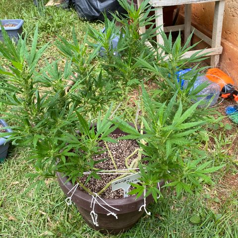 Manga Rosa growlog timeline photo