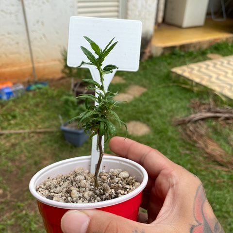 Gorilla ghost clone growlog timeline photo