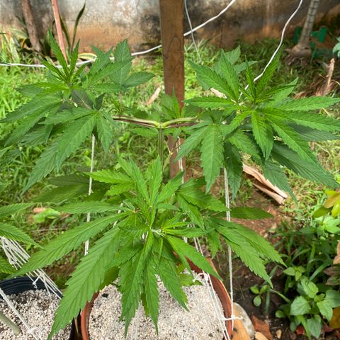 Lemon 2 growlog timeline photo
