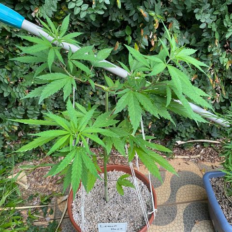 Lemon 2 growlog timeline photo
