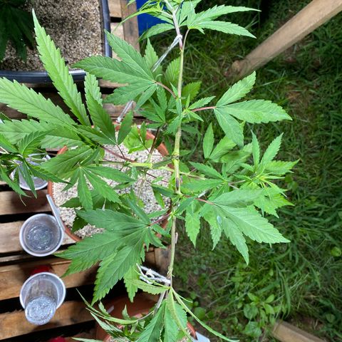 Lemon 2 growlog timeline photo