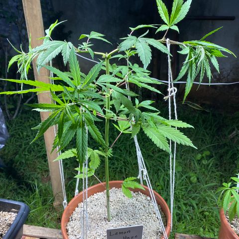 Lemon 2 growlog timeline photo