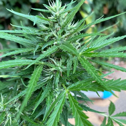 Prenseed growlog timeline photo