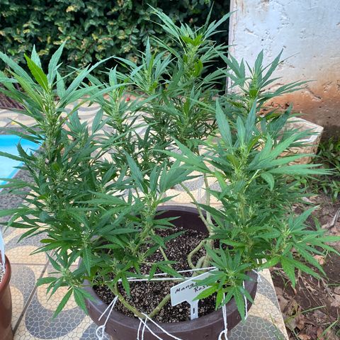 Manga Rosa growlog timeline photo