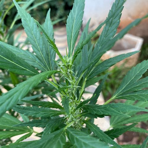 Manga Rosa growlog timeline photo