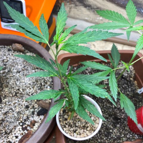 Gorilla ghost clone growlog timeline photo